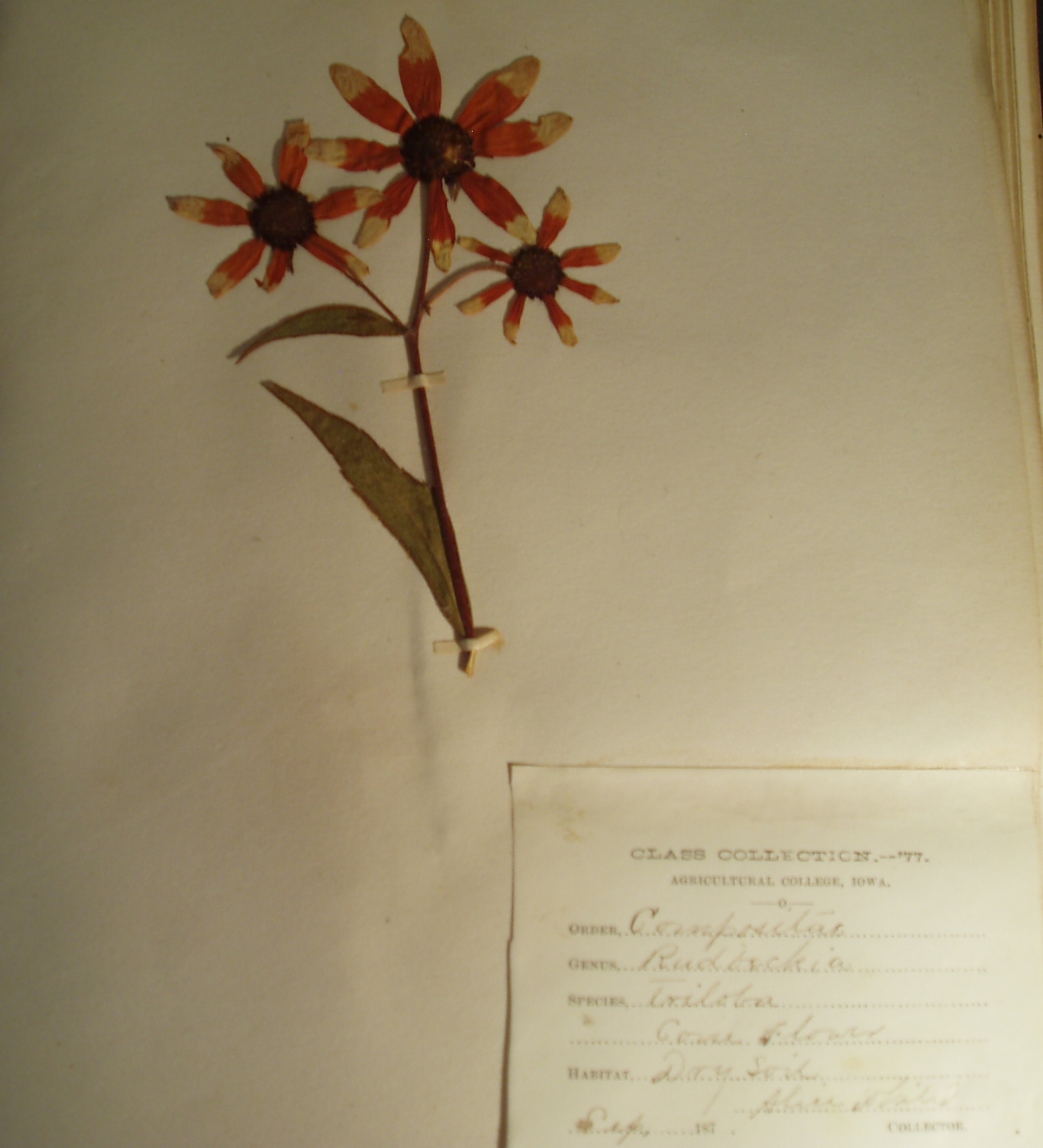 American Natural History